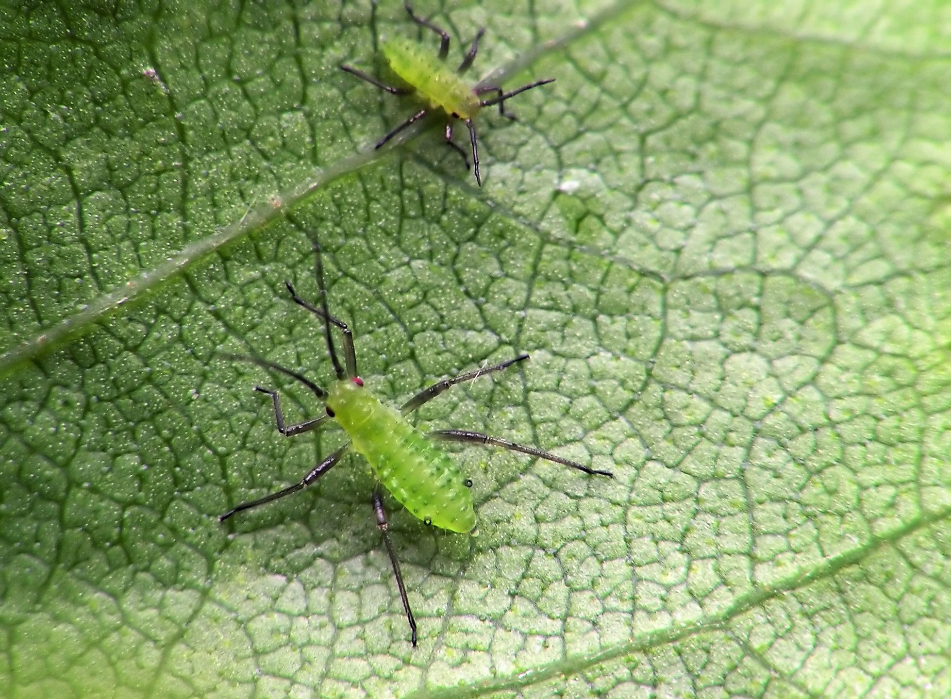 Aphids on green leaf