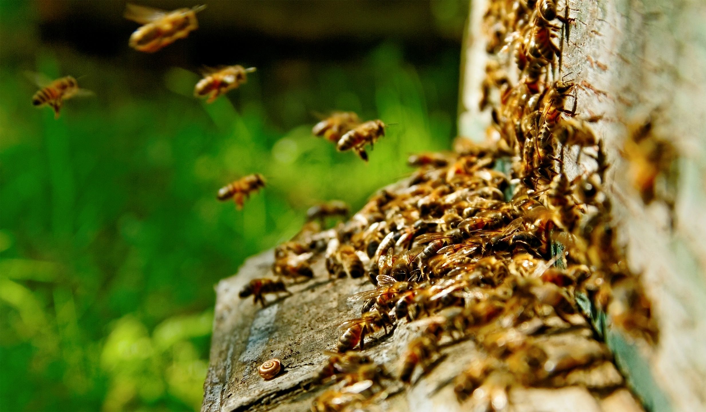 Honeybees at hive entrance