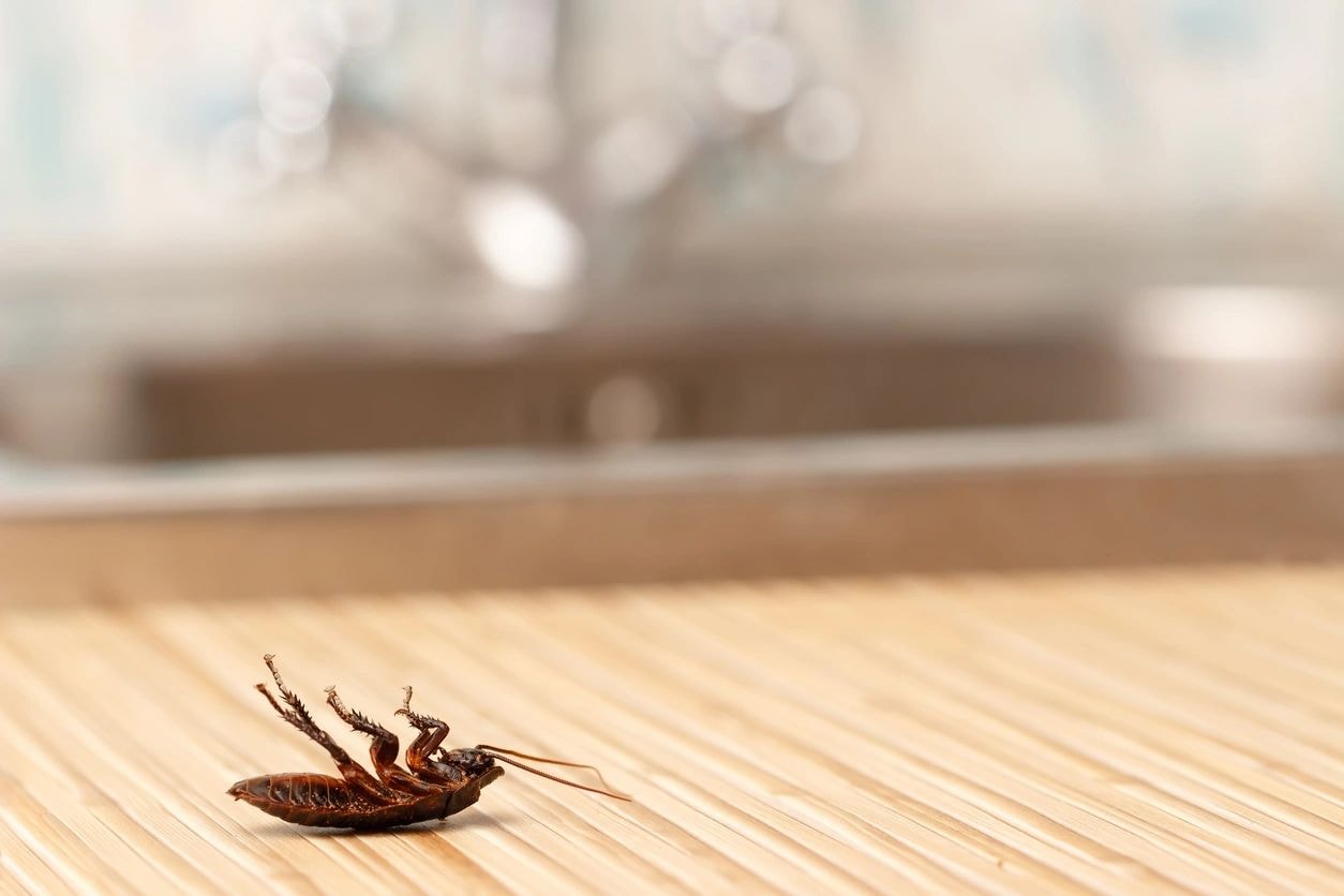 Dead cockroach on floor
