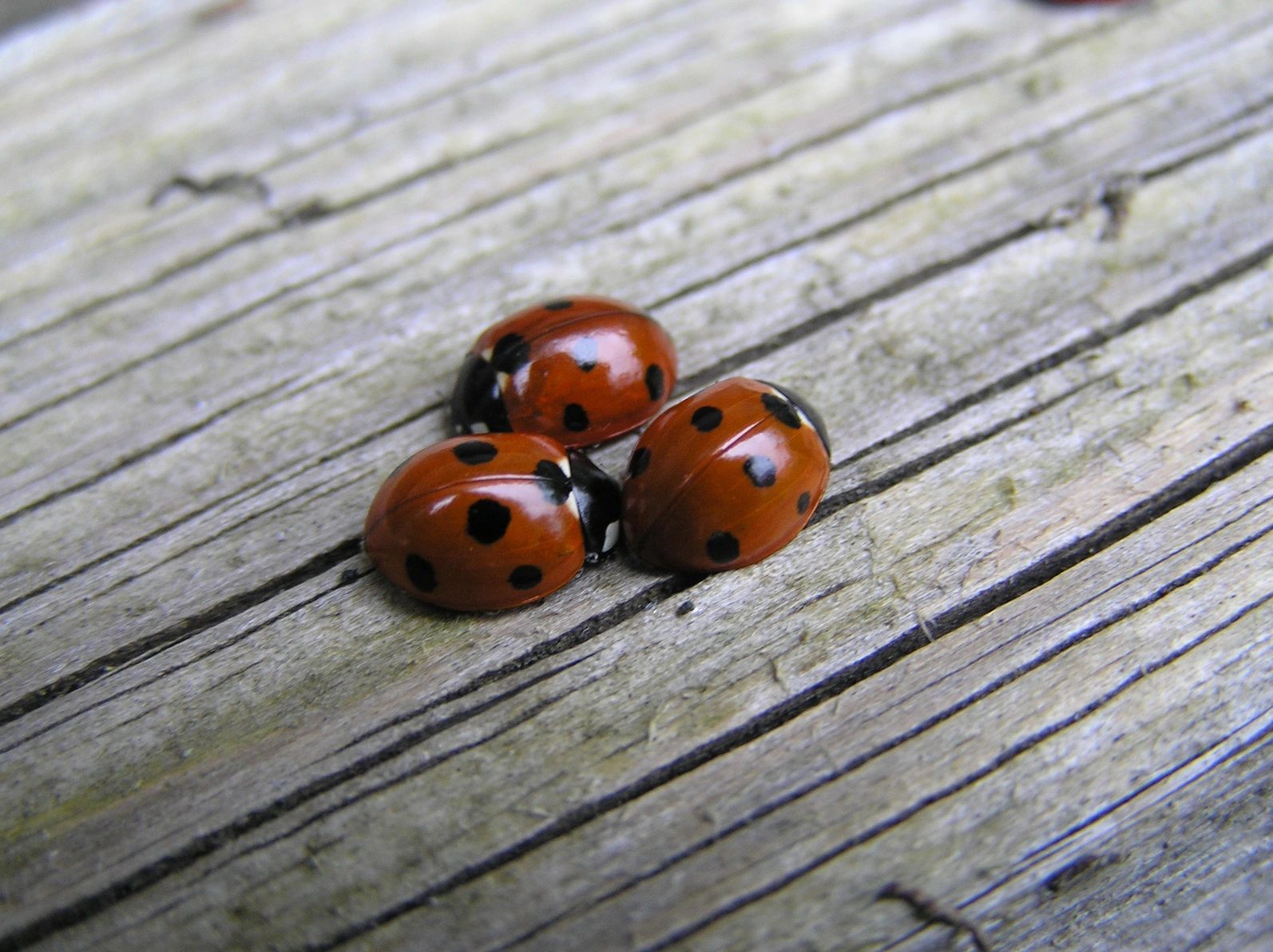Ladybugs on wood