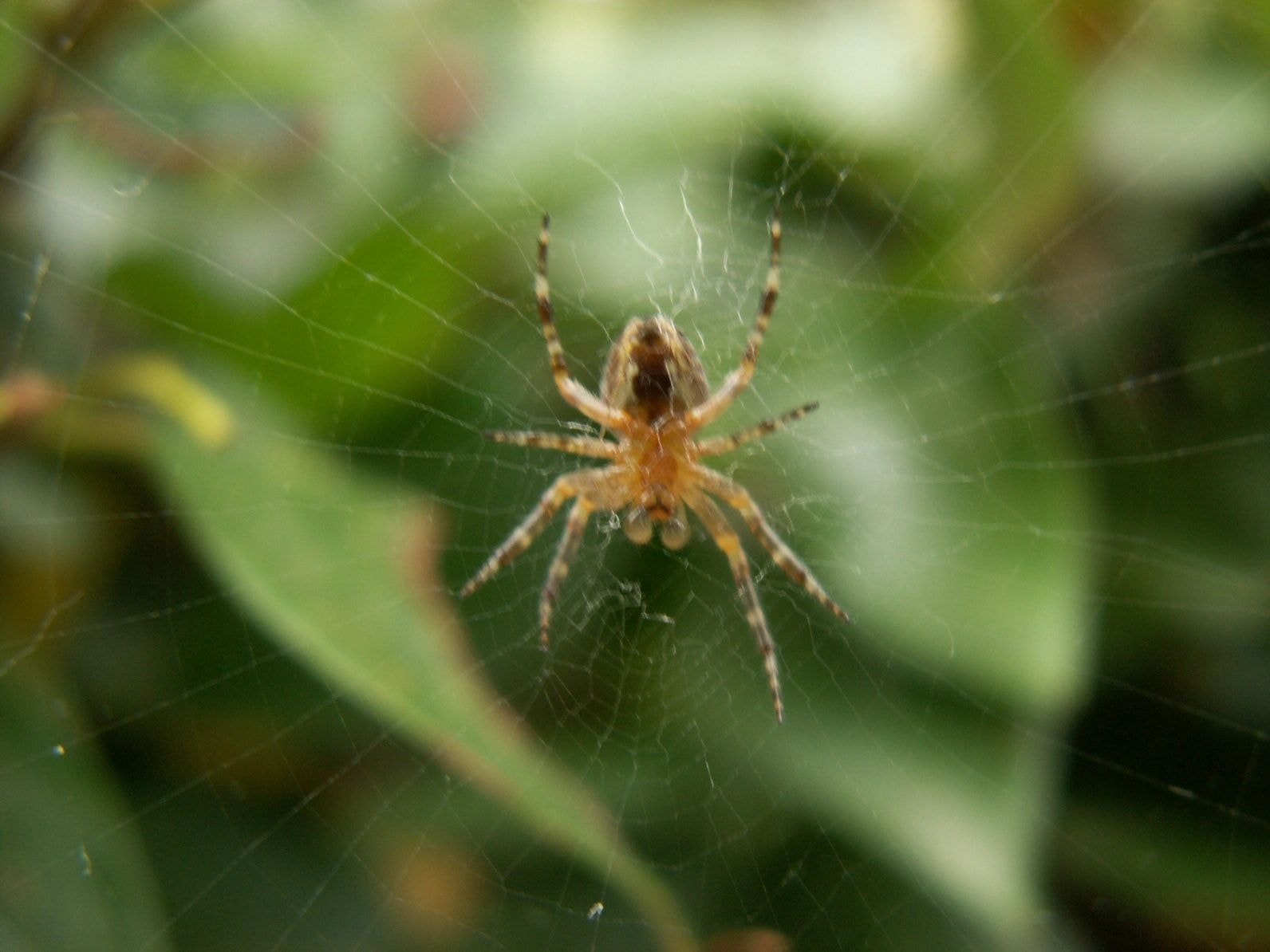 Spider on web