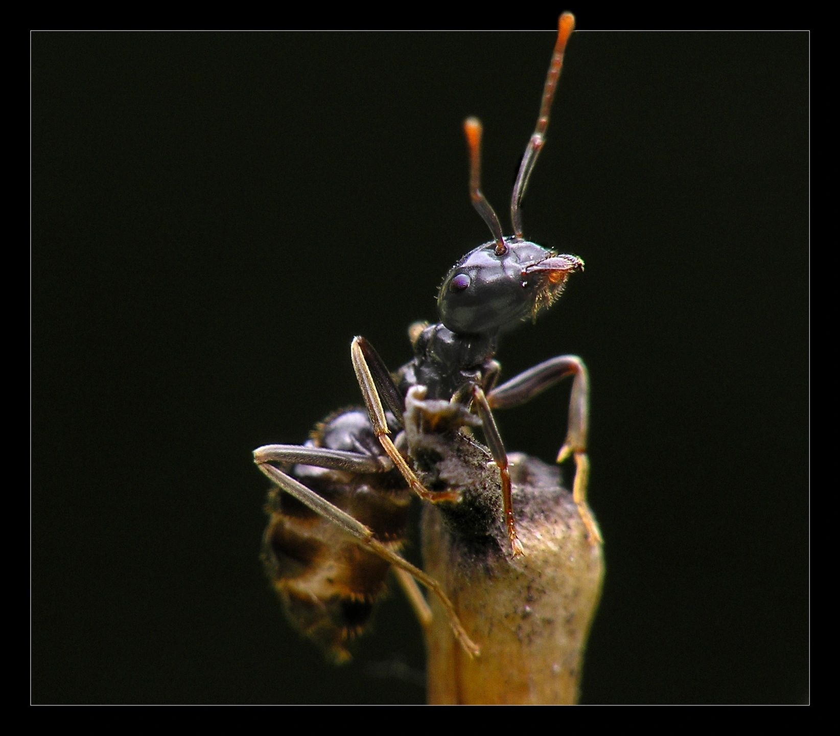 Wasp macro photograph